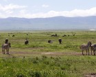 tanzanie_zebres_ngorongoro_112