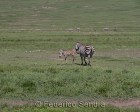 tanzanie_zebres_ngorongoro_113