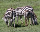 tanzanie_zebres_ngorongoro_114