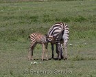 tanzanie_zebres_ngorongoro_115