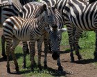 tanzanie_zebres_ngorongoro_117