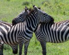tanzanie_zebres_ngorongoro_118
