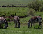 tanzanie_zebres_ngorongoro_119