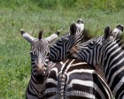 tanzanie_zebres_ngorongoro_120