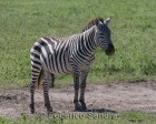 tanzanie_zebres_ngorongoro_121