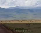 tanzanie_zebres_ngorongoro_123