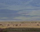 tanzanie_zebres_ngorongoro_124