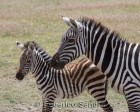 tanzanie_zebres_ngorongoro_125