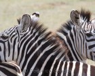 tanzanie_zebres_ngorongoro_126
