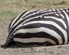 tanzanie_zebres_ngorongoro_127