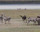 tanzanie_zebres_ngorongoro_128