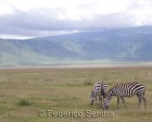 tanzanie_zebres_ngorongoro_129