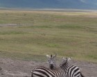 tanzanie_zebres_ngorongoro_130