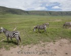tanzanie_zebres_ngorongoro_131
