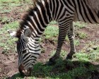 tanzanie_zebres_ngorongoro_132