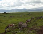 tanzanie_zebres_ngorongoro_133