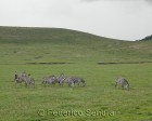 tanzanie_zebres_ngorongoro_134