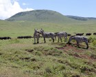 tanzanie_zebres_ngorongoro_135