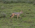 tanzanie_serengeti_mammiferes_100