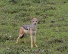 tanzanie_serengeti_mammiferes_102