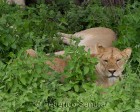 tanzanie_serengeti_mammiferes_103