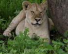 tanzanie_serengeti_mammiferes_104