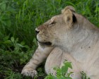 tanzanie_serengeti_mammiferes_105