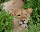 tanzanie_serengeti_mammiferes_106