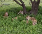 tanzanie_serengeti_mammiferes_107