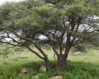 tanzanie_serengeti_mammiferes_108