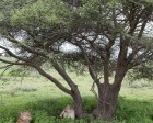 tanzanie_serengeti_mammiferes_109