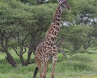 tanzanie_serengeti_mammiferes_110