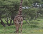 tanzanie_serengeti_mammiferes_111