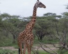 tanzanie_serengeti_mammiferes_112