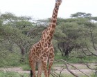 tanzanie_serengeti_mammiferes_113