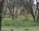 tanzanie_serengeti_mammiferes_114