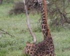 tanzanie_serengeti_mammiferes_115