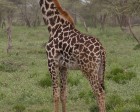 tanzanie_serengeti_mammiferes_116