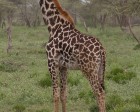 tanzanie_serengeti_mammiferes_116