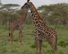 tanzanie_serengeti_mammiferes_117