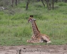 tanzanie_serengeti_mammiferes_118