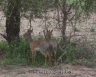 tanzanie_serengeti_mammiferes_119