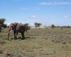 tanzanie_serengeti_mammiferes_120