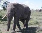 tanzanie_serengeti_mammiferes_121