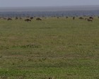 tanzanie_serengeti_mammiferes_124