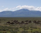 tanzanie_serengeti_mammiferes_125