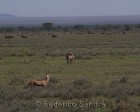 tanzanie_serengeti_mammiferes_126