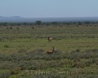 tanzanie_serengeti_mammiferes_127