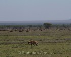 tanzanie_serengeti_mammiferes_128