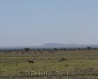 tanzanie_serengeti_mammiferes_129